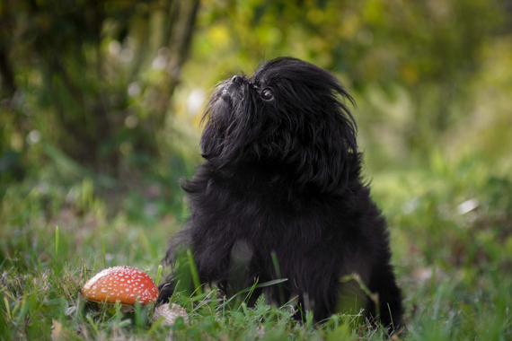 Hunderasse Affenpinscher