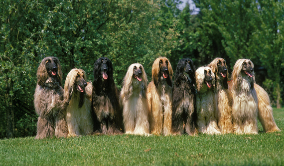 Hunderasse Afghanischer Windhund