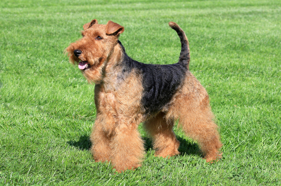 Hunderasse Airedale Terrier