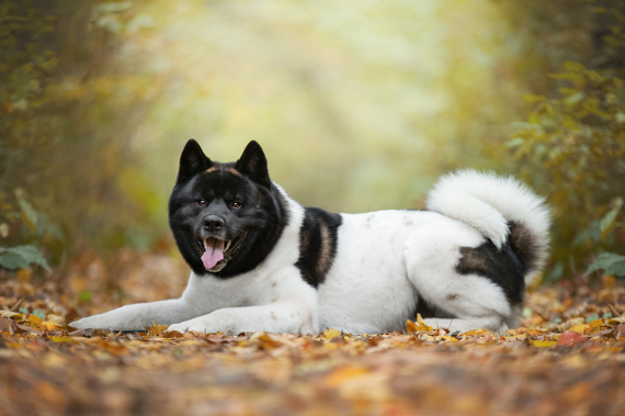 Hunderasse Akita-Inu