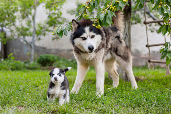 Hunderasse Alaskan Malamute