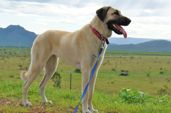 Hunderasse Anatolischer Hirtenhund