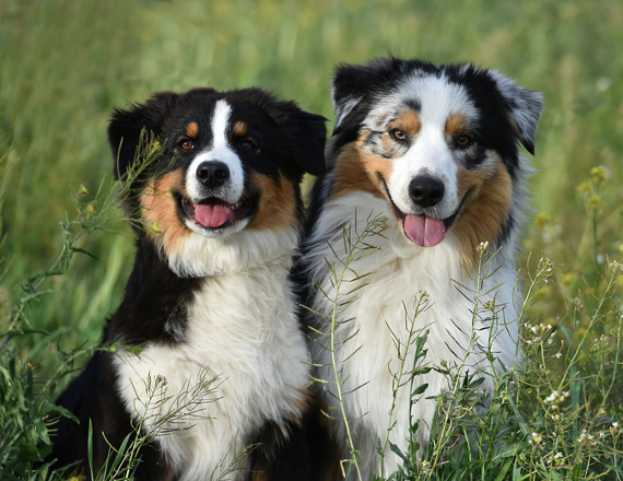 Hunderasse Australian Shepherd