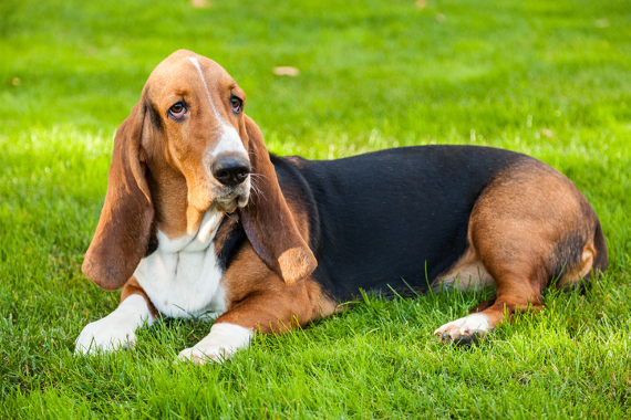 Hunderasse Basset Hound