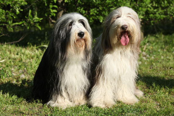 Hunderasse Bearded Collie