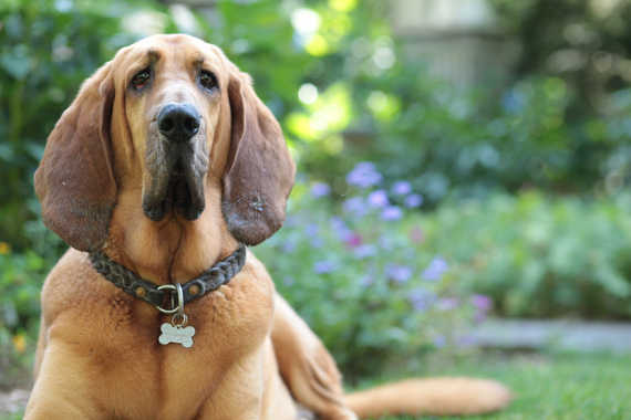 Hunderasse Bloodhound