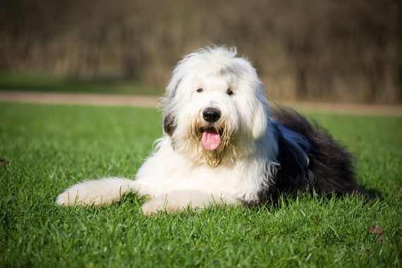 Hunderasse Bobtail