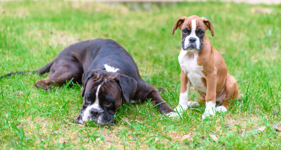 Hunderasse Boxer