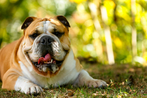 Hunderasse Bulldogge 
