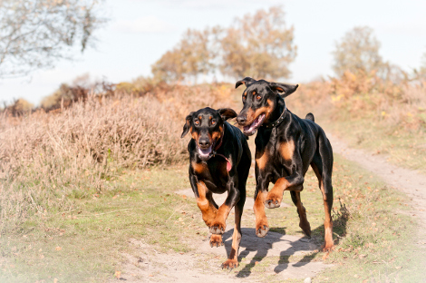 Hunderasse Dobermann