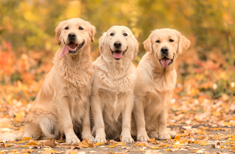 Hunderasse Golden Retriever
