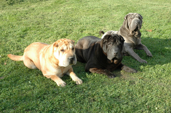 Hunderasse Shar-Pei