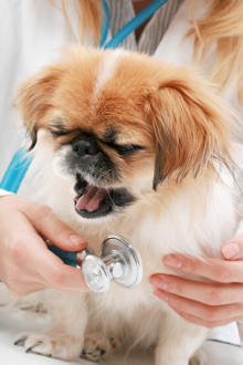 Häufige Pekinese Krankheiten