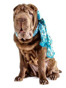 Shar-Pei Krankheiten