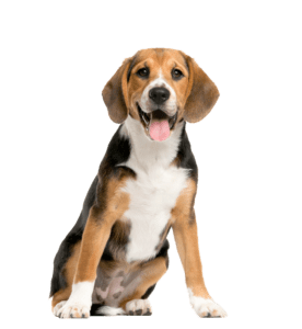 Beagle Versicherung