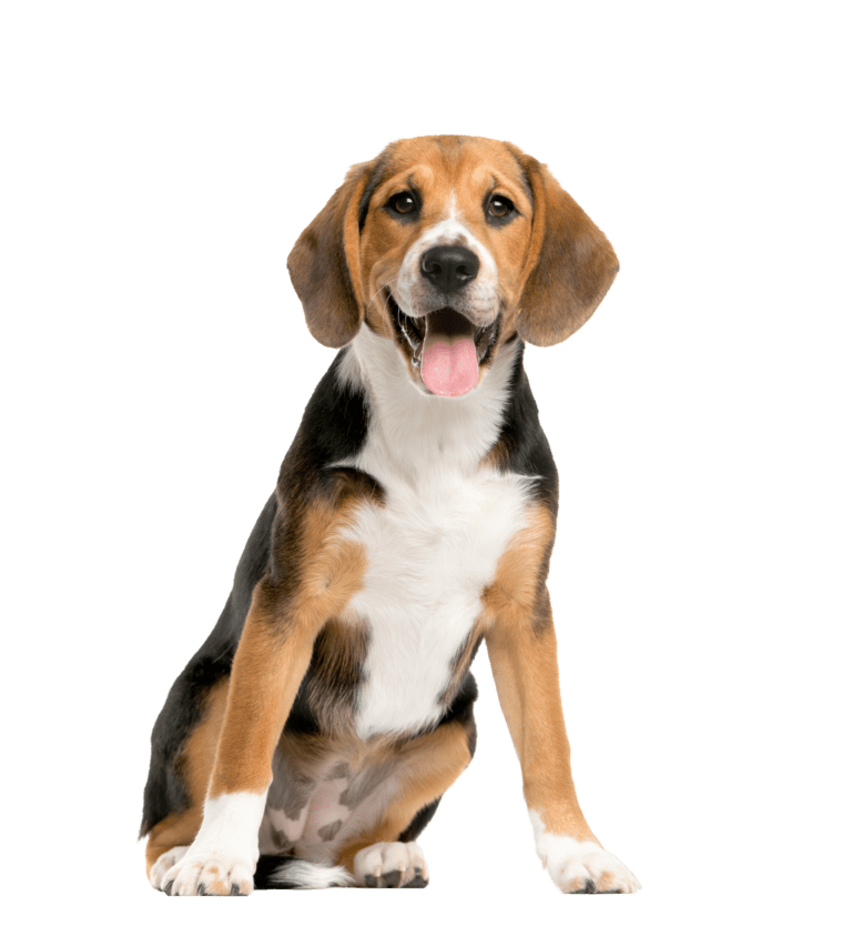 Beagle Versicherung