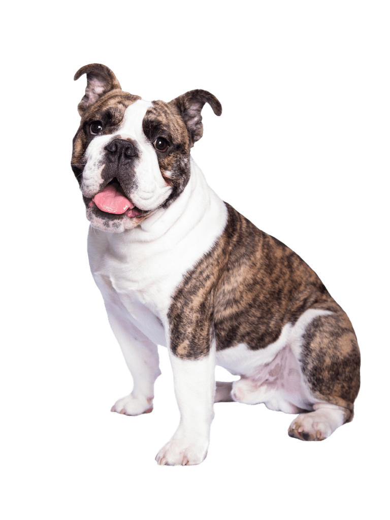 Bulldogge Versicherung
