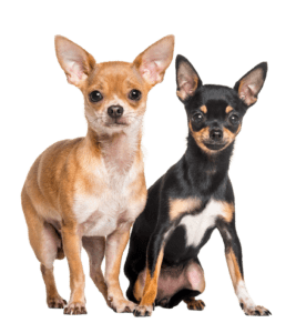 Chihuahua Versicherung