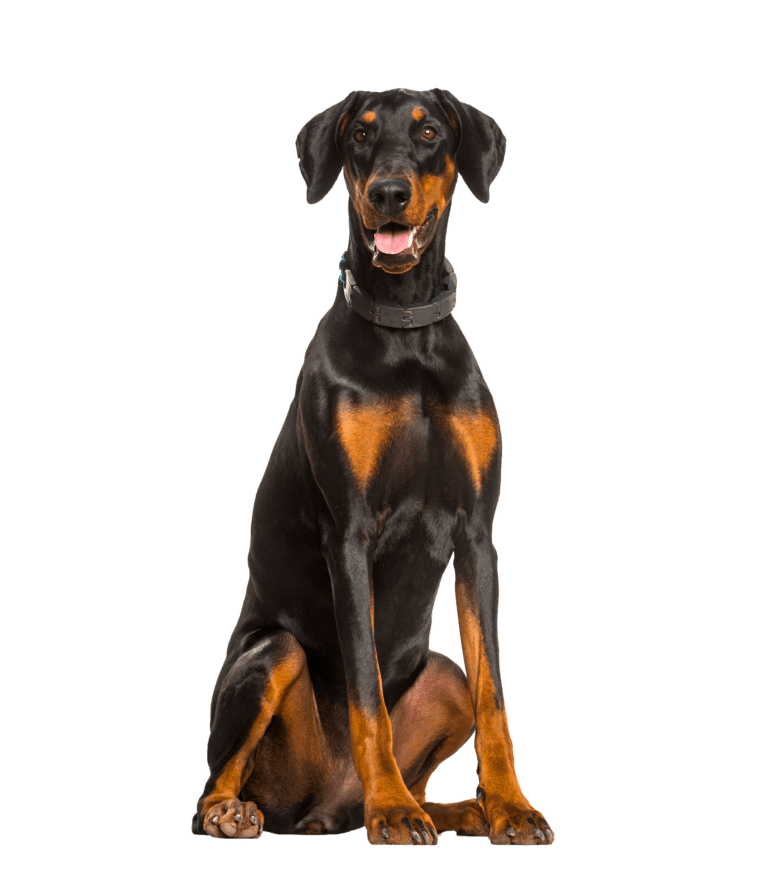 Dobermann Versicherung