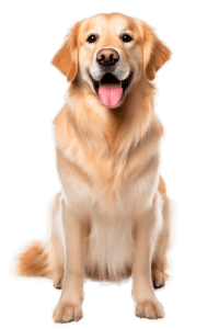 Golden Retriever Versicherung