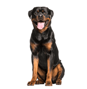 Rottweiler Versicherung