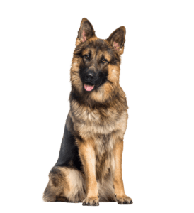 Schäferhund Versicherung