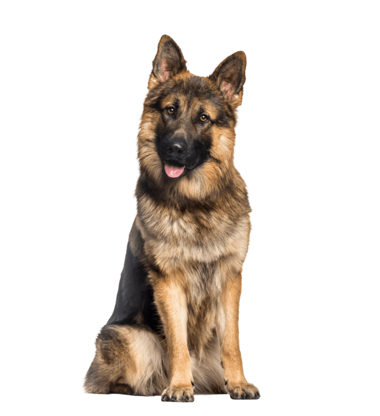 Schäferhund Versicherung